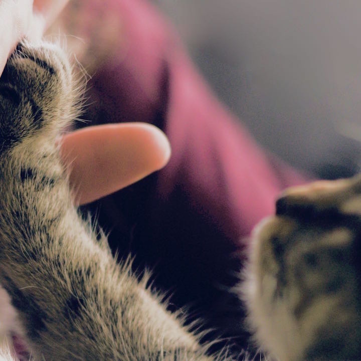 Certificaciones alimentos agrocalidad